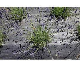 Todo - Redes y Lonas Malla antihierbas + Estacas - 3mx10m - 100g/m2 - Negro