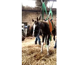 Todo - Elevación animales Cinta extra ancha para levantar animales pesados - 8 gazas - a medida